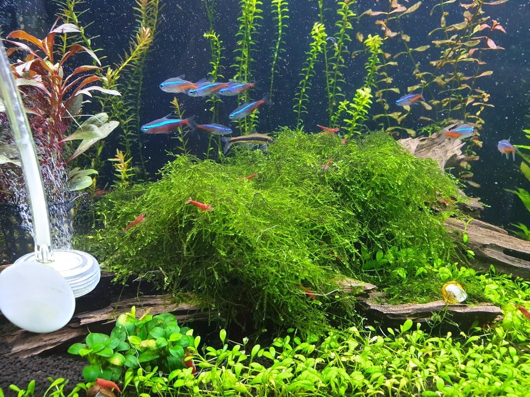 Aquarium Driftwood With Thick Java Moss Pet Supplies For Fish Fish Tank Accessories On Carousell