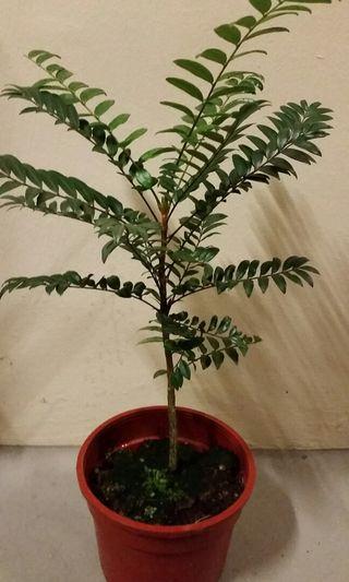 Tongkat Ali Potted Plant