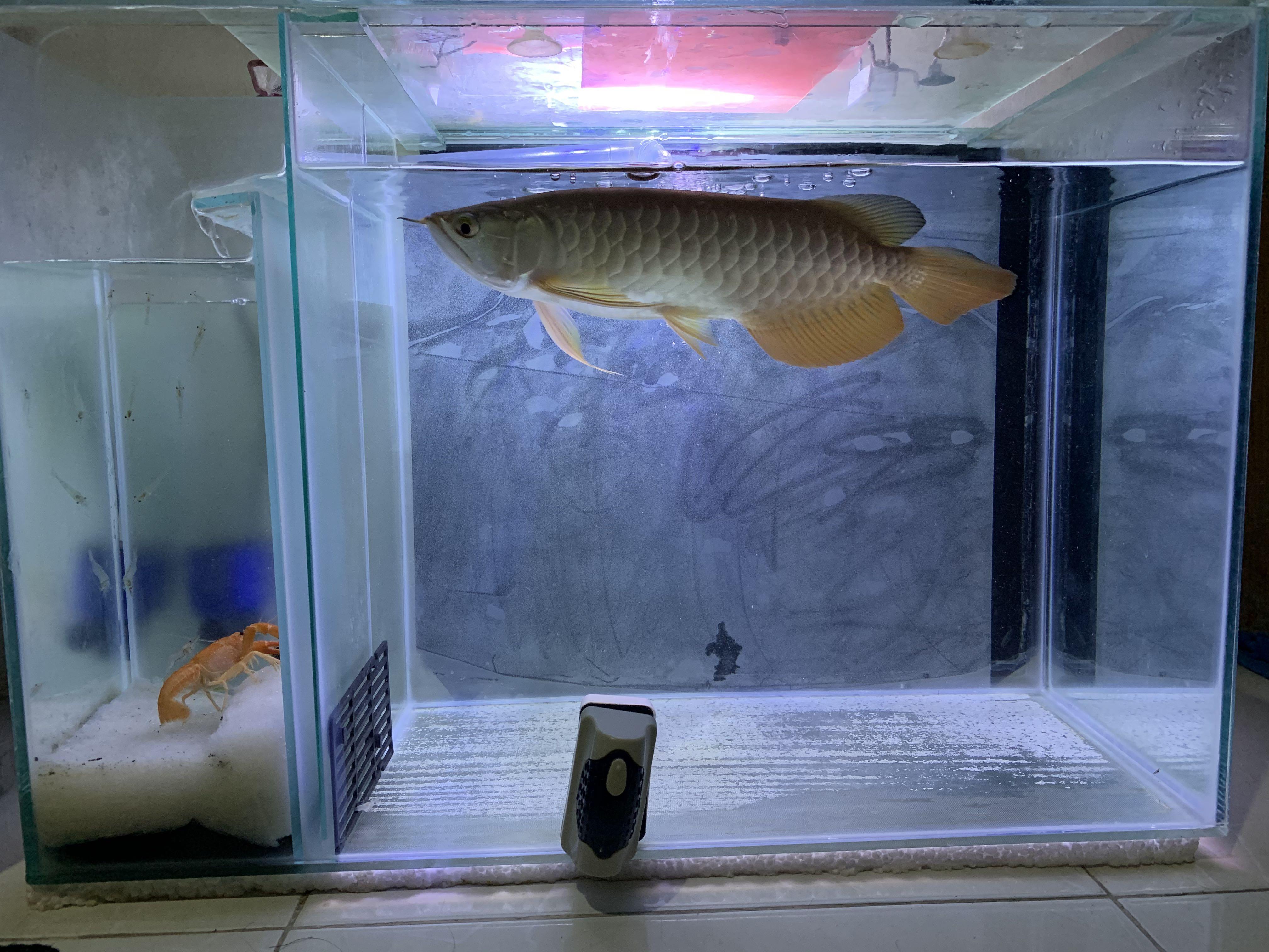 620 Design Aquarium Filter Samping HD Terbaru