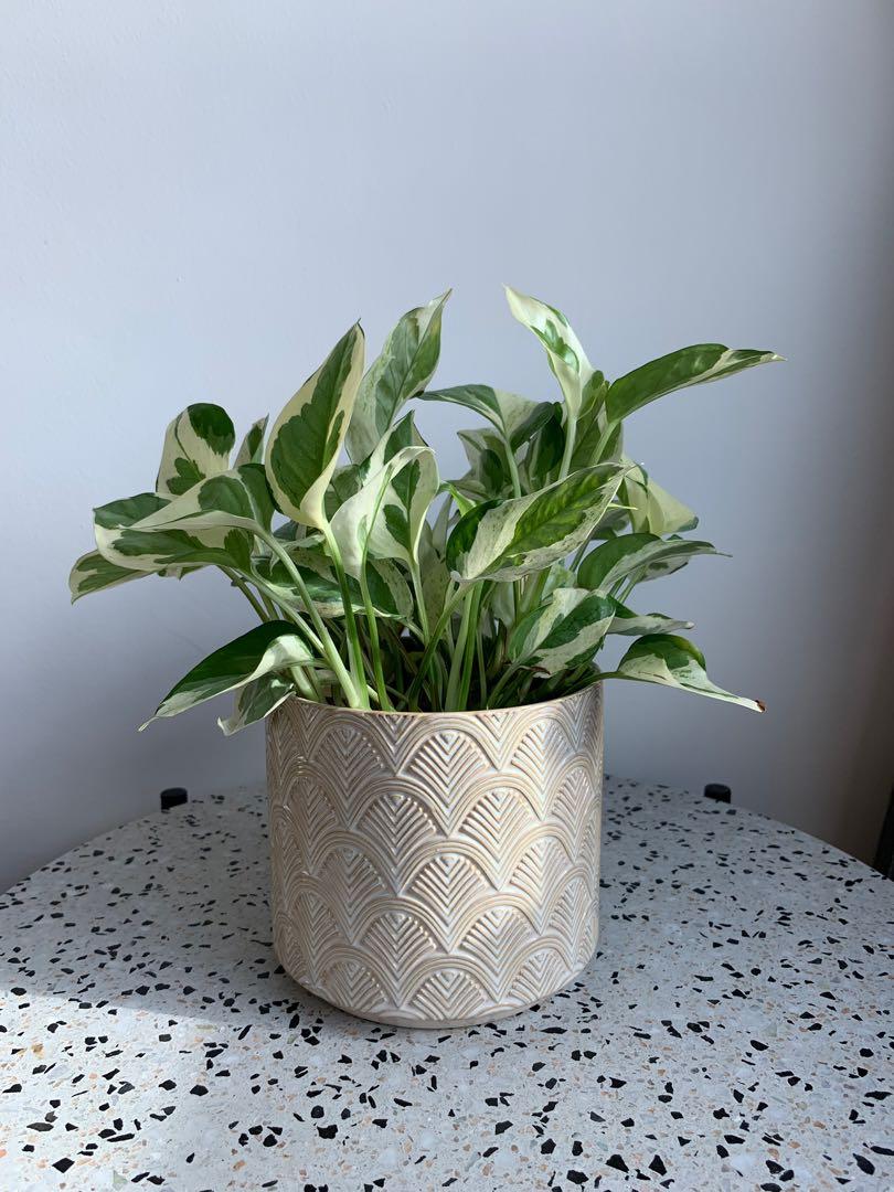 Cream Textured Glazed Ceramic Plant Pot Gardening Pots Planters On Carousell