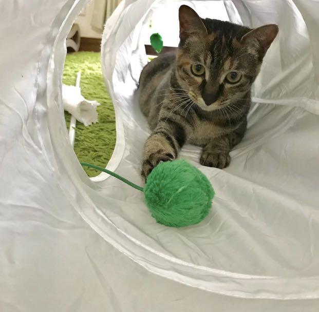 Ikea Cat Tunnel Pet Supplies For Cats Cat Accessories On Carousell