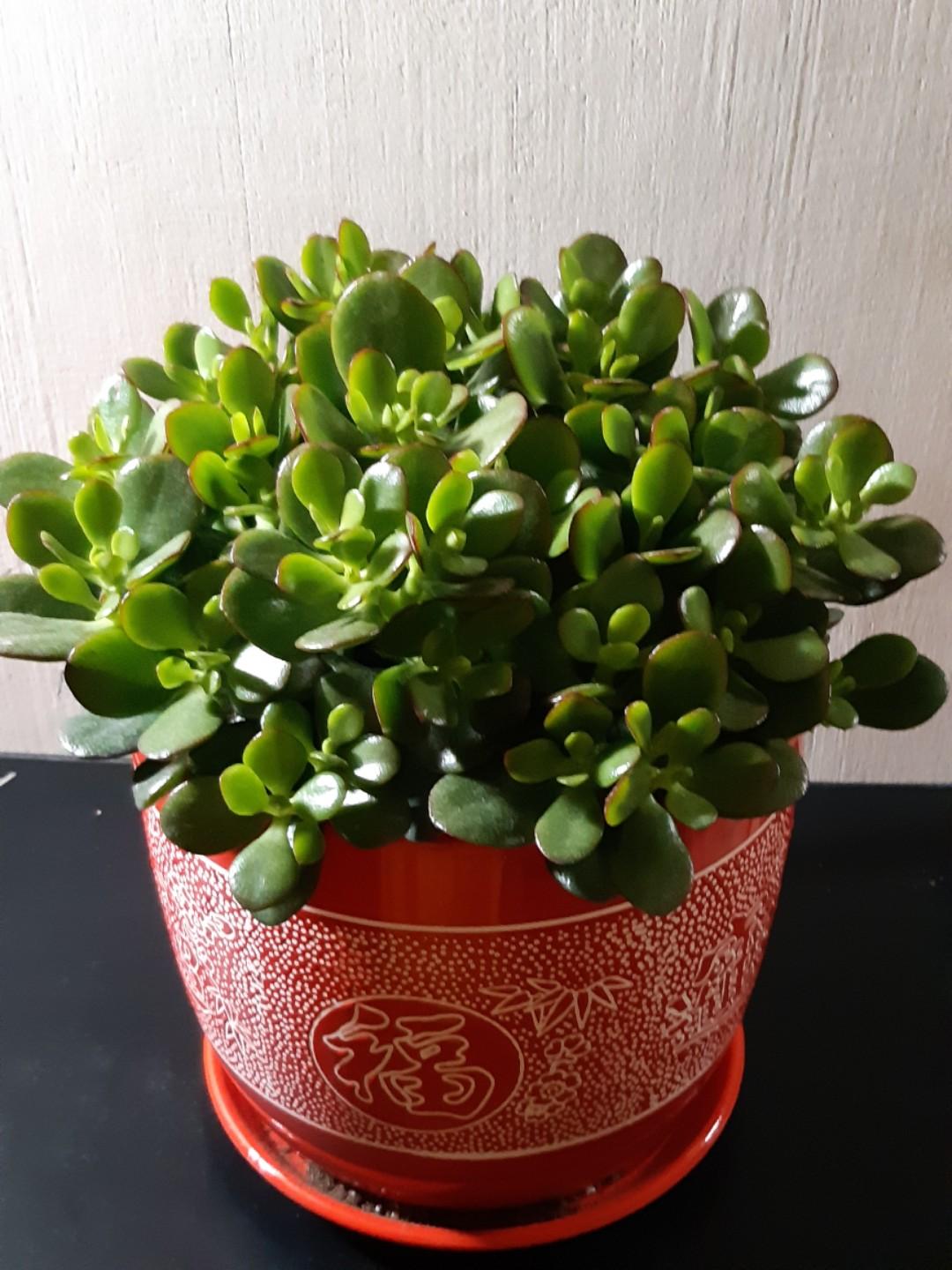 Jade Plant Gardening Plants On Carousell