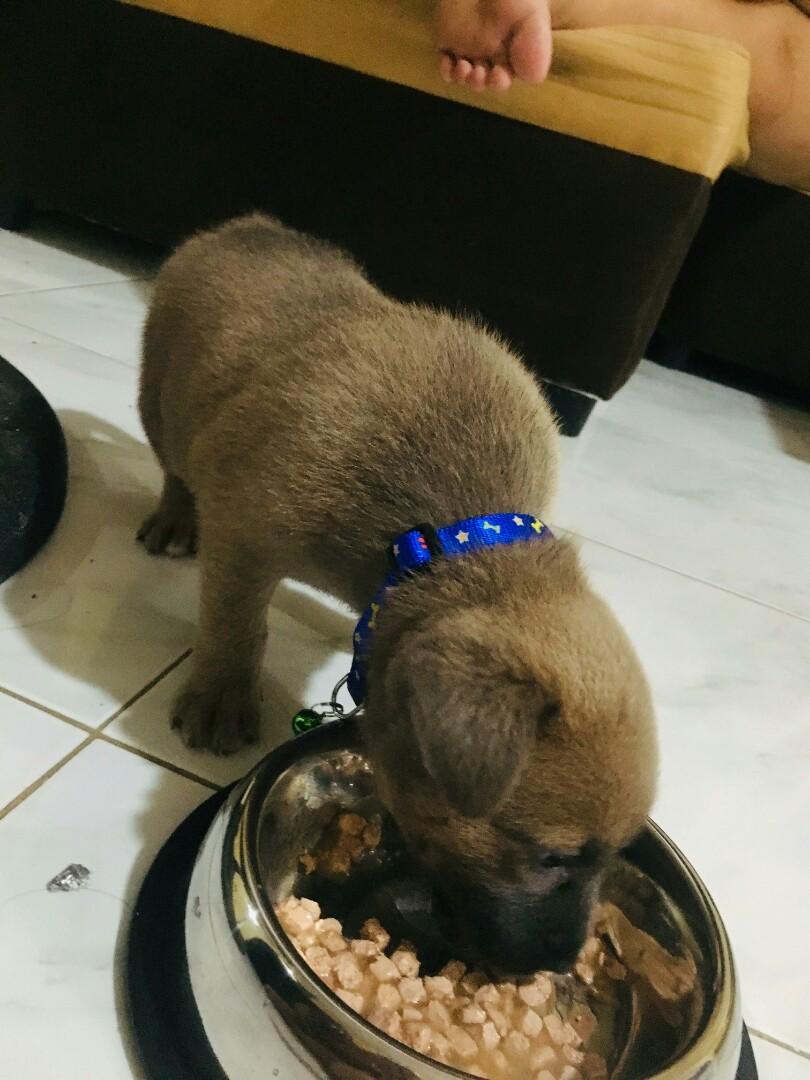 labrador aspin puppy