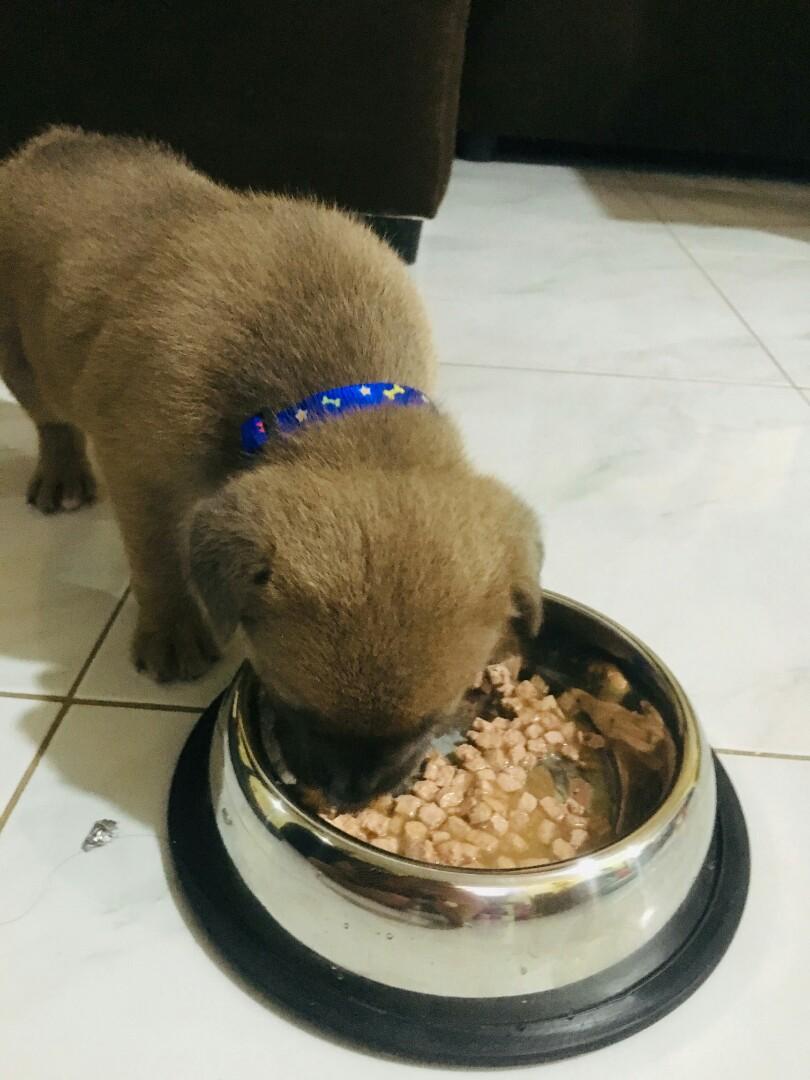 Labrador X Aspin, Pet Supplies, Homes & Other Pet Accessories on Carousell