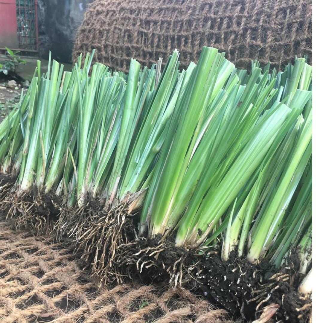 Vetiver Grass and Coco Nets for Slope Protection, Commercial ...
