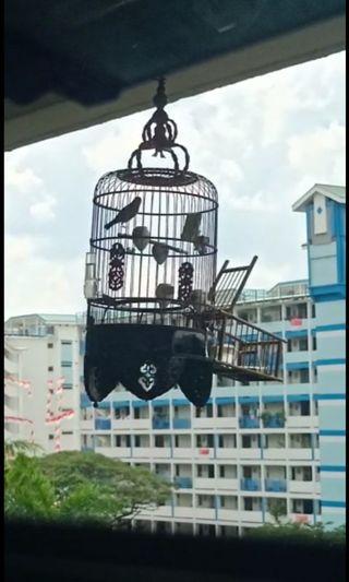 Mata Puteh (Cage) malaysia