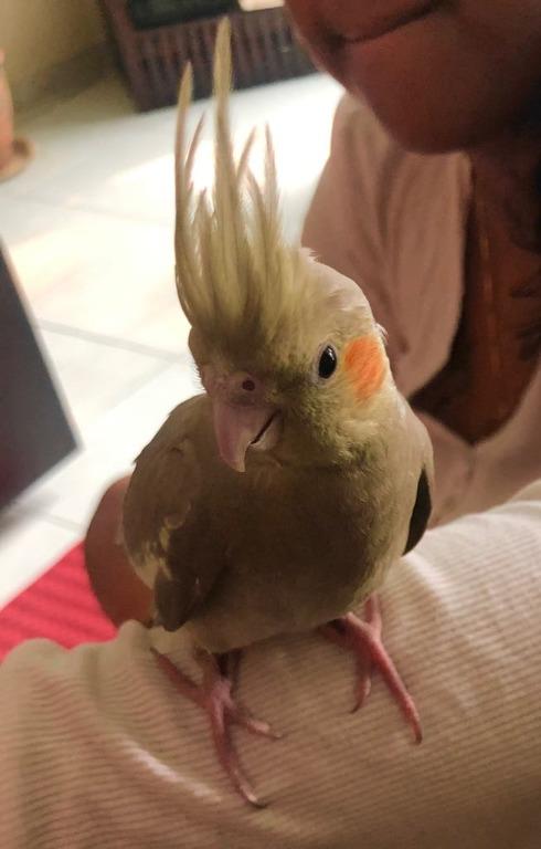 Female cockatiel for top sale