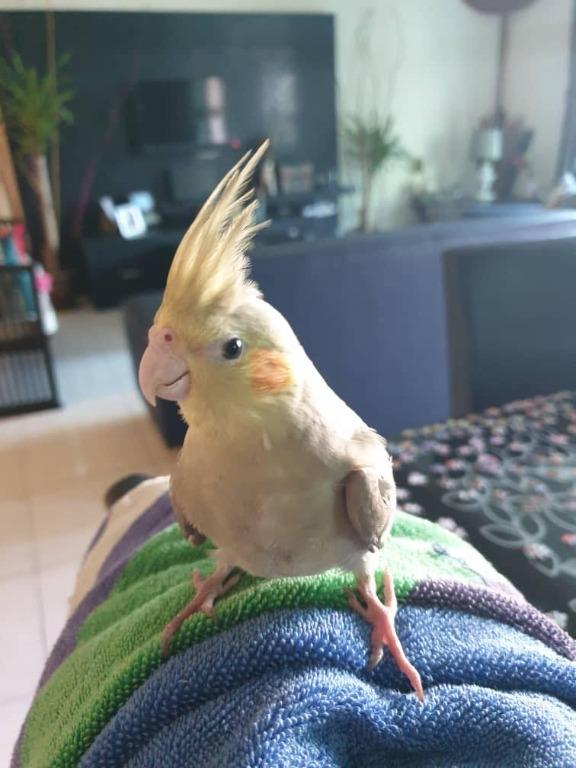 Female Cockatiel For Sale Everything Else Others on Carousell
