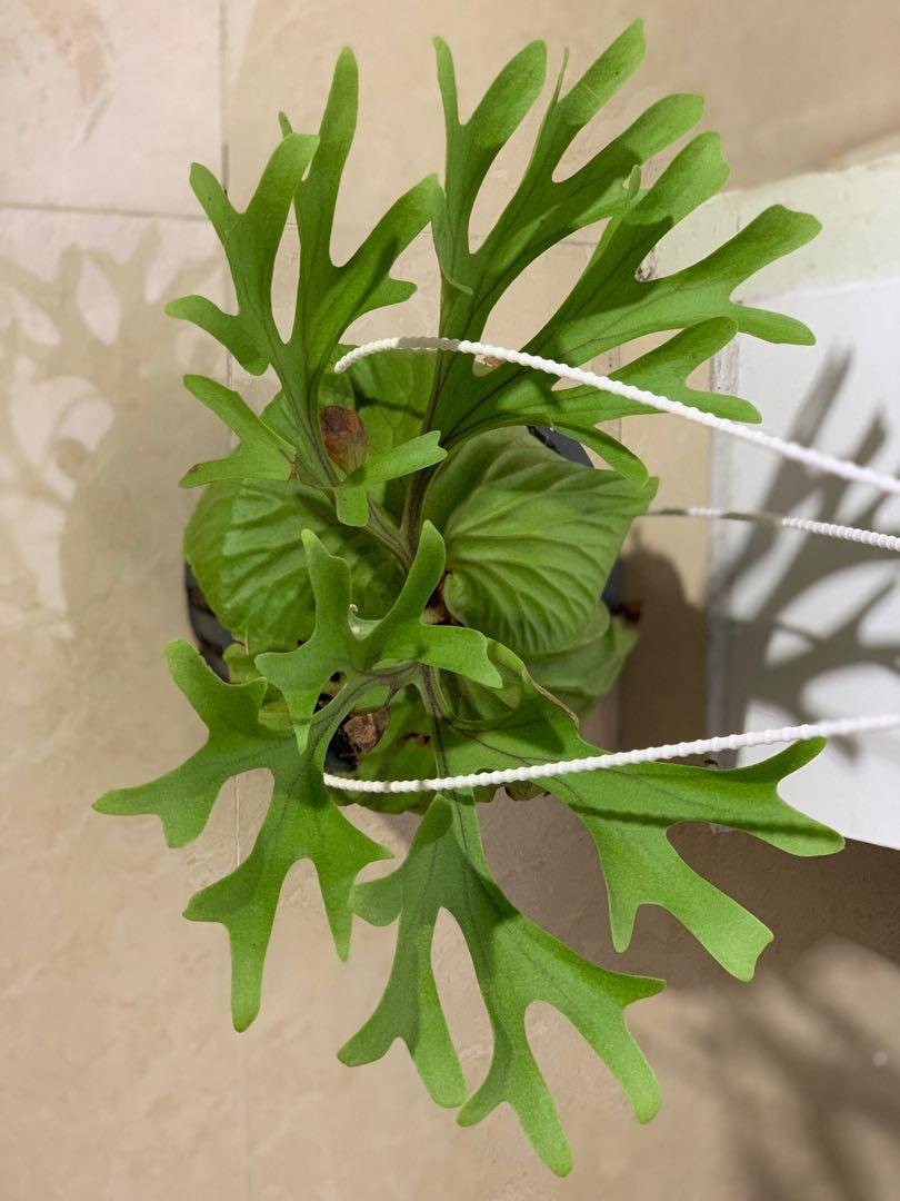 Staghorn Fern Platycerium Ridleyi Gardening Plants On Carousell Staghorn Fern Platycerium Ridleyi Gardening Plants On Carousell