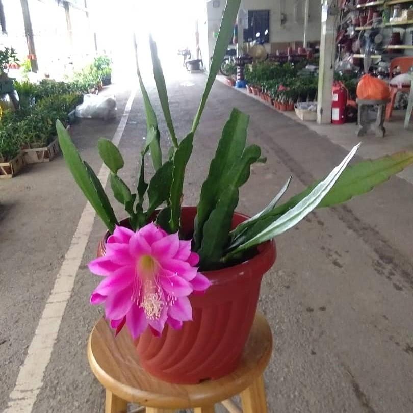 Anak Pokok Bunga Bakawali Merah Magenta Home Furniture Gardening On Carousell