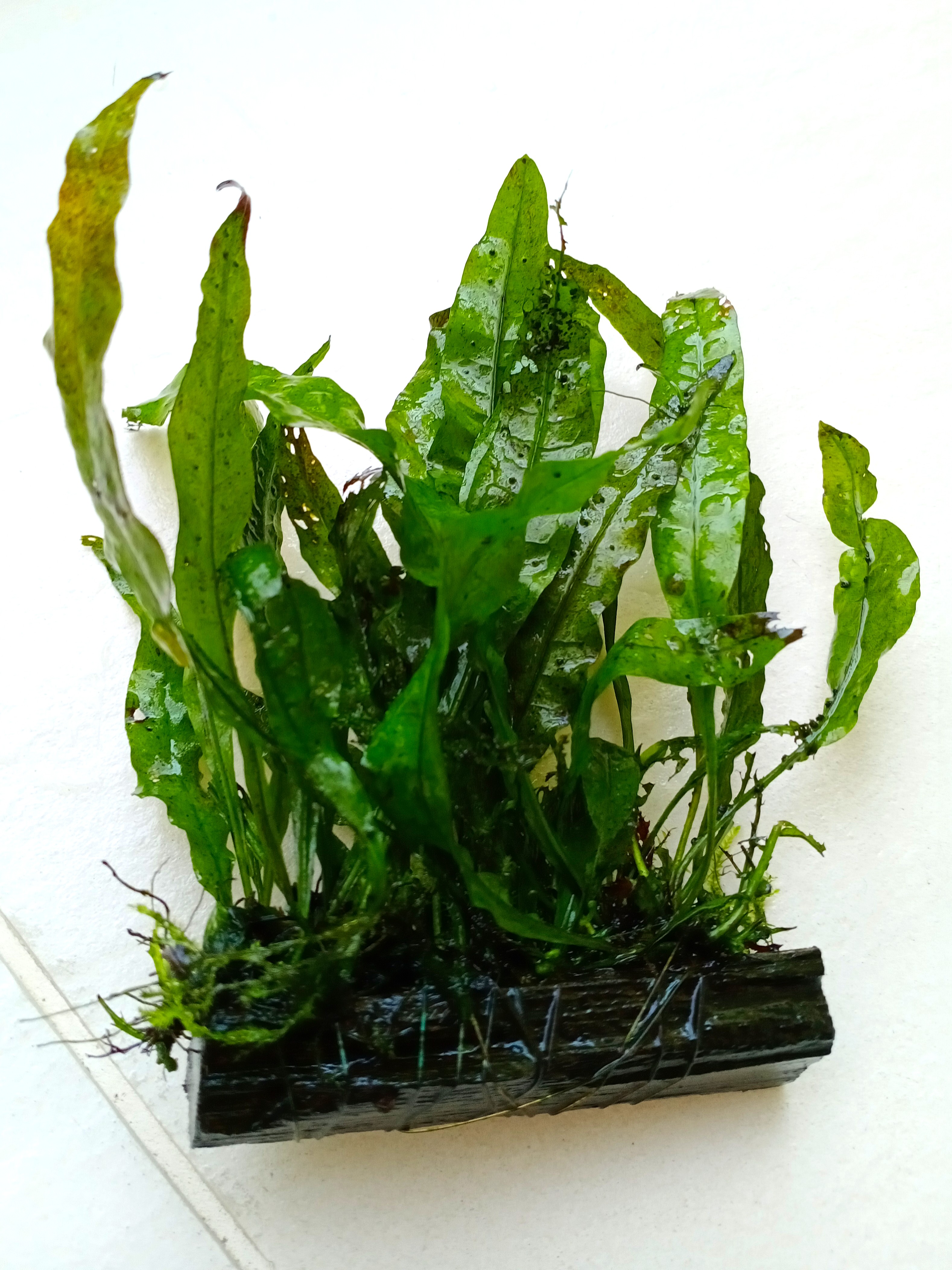 Java fern, Furniture & Home Living, Gardening, Plants & Seeds on Carousell