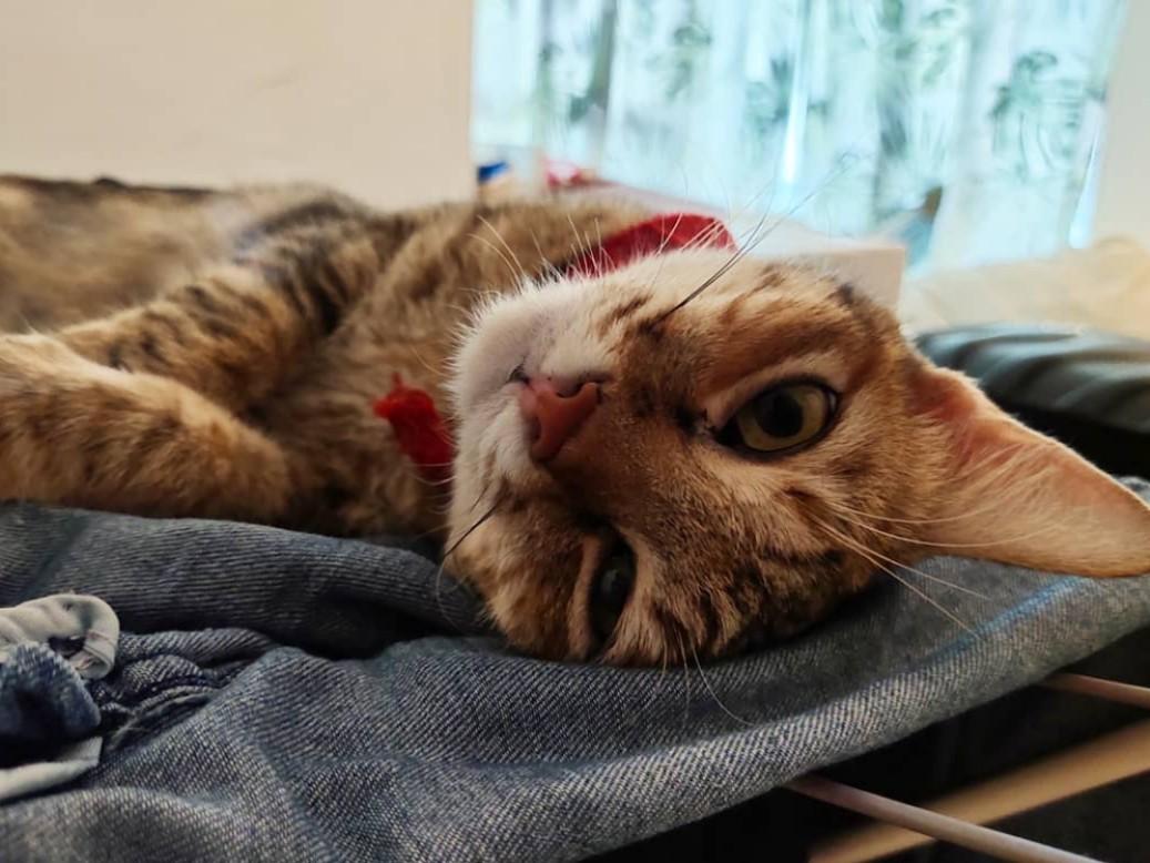 female cat accessories