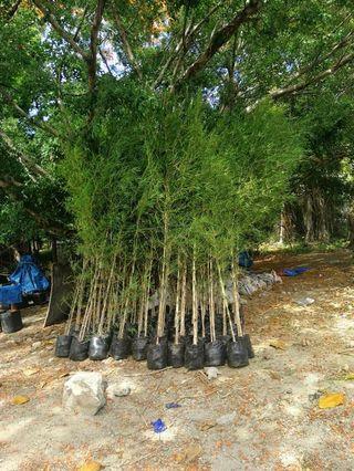 Thailand Bamboos and Other Variety.