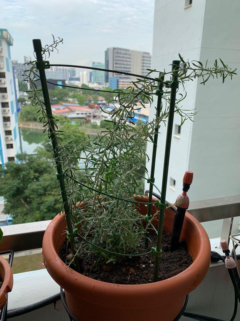 Black wolfberry plant, Furniture & Home Living, Gardening, Plants