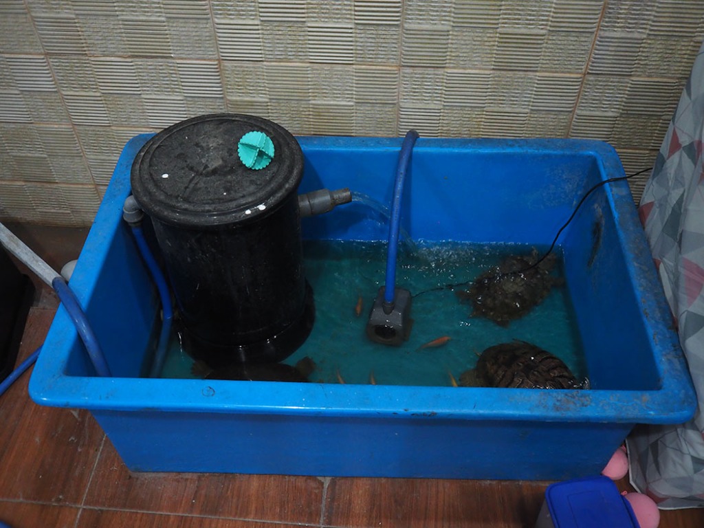Jual Kolam Bak Fiber 100 X 60 X 40 Tong Filter Bonus Kura Kura Res Daput Perlengkapan Hewan Aksesoris Hewan Di Carousell