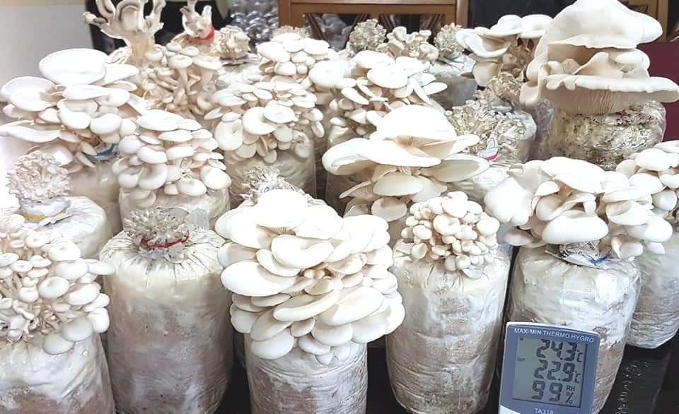 Mushroom fruiting bag philippines Clearance