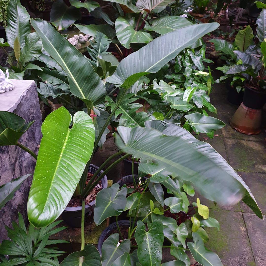 Philodendron Davidsonii Gardening Plants On Carousell