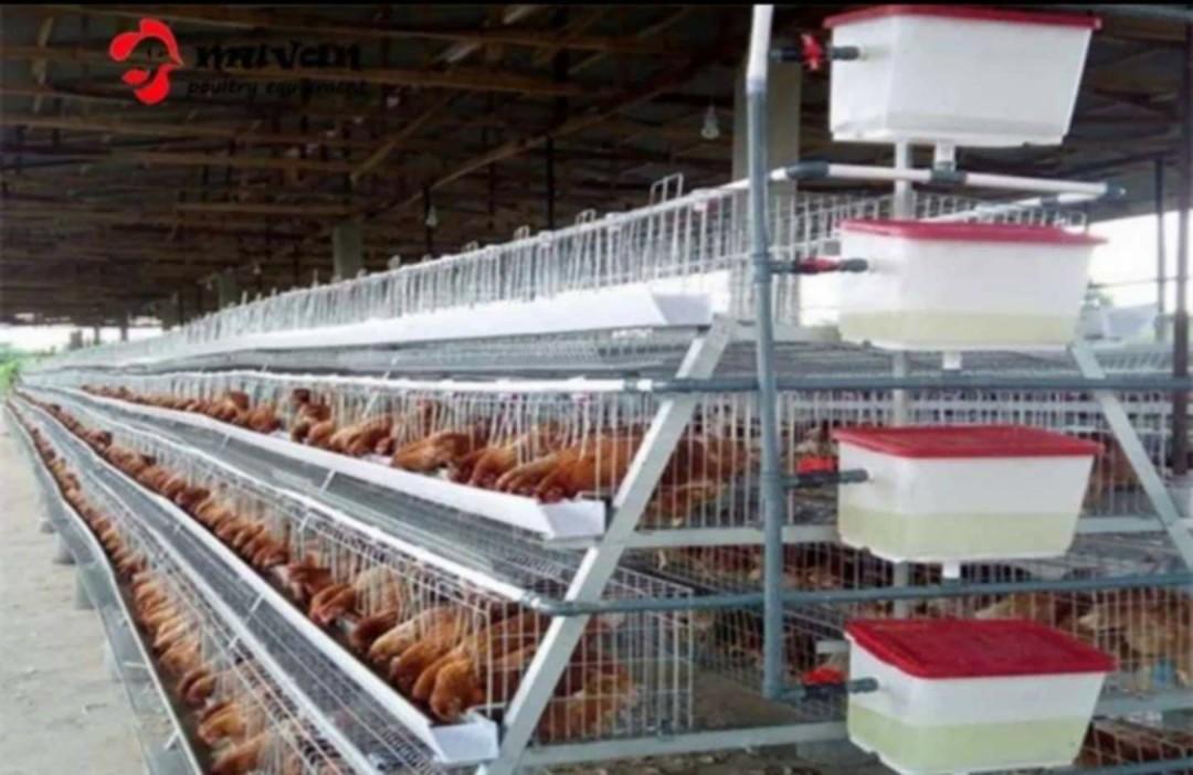 Ready To Lay Chicken Cage Or Rtl Cage Layer Cage Pets Supplies Pet Accessories On Carousell