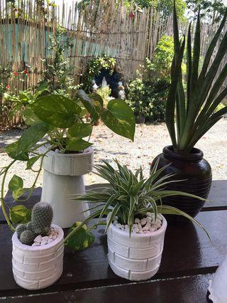 In Door Plants 