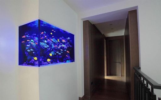 (Category: ) located in . Submitted by aquariumphilippines (Listing ID 256610378, Image 1). Description: .
