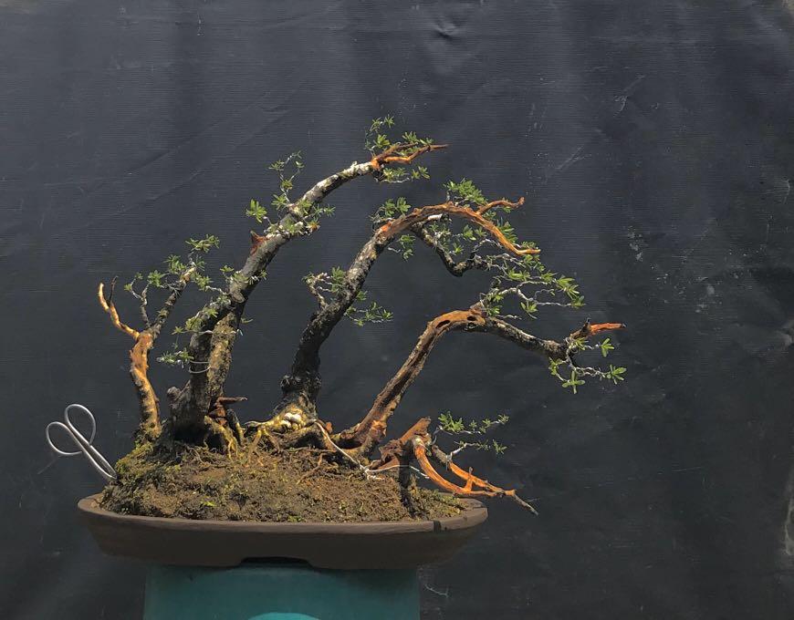Bonsai Bantigue Gardening Flowers Plants On Carousell