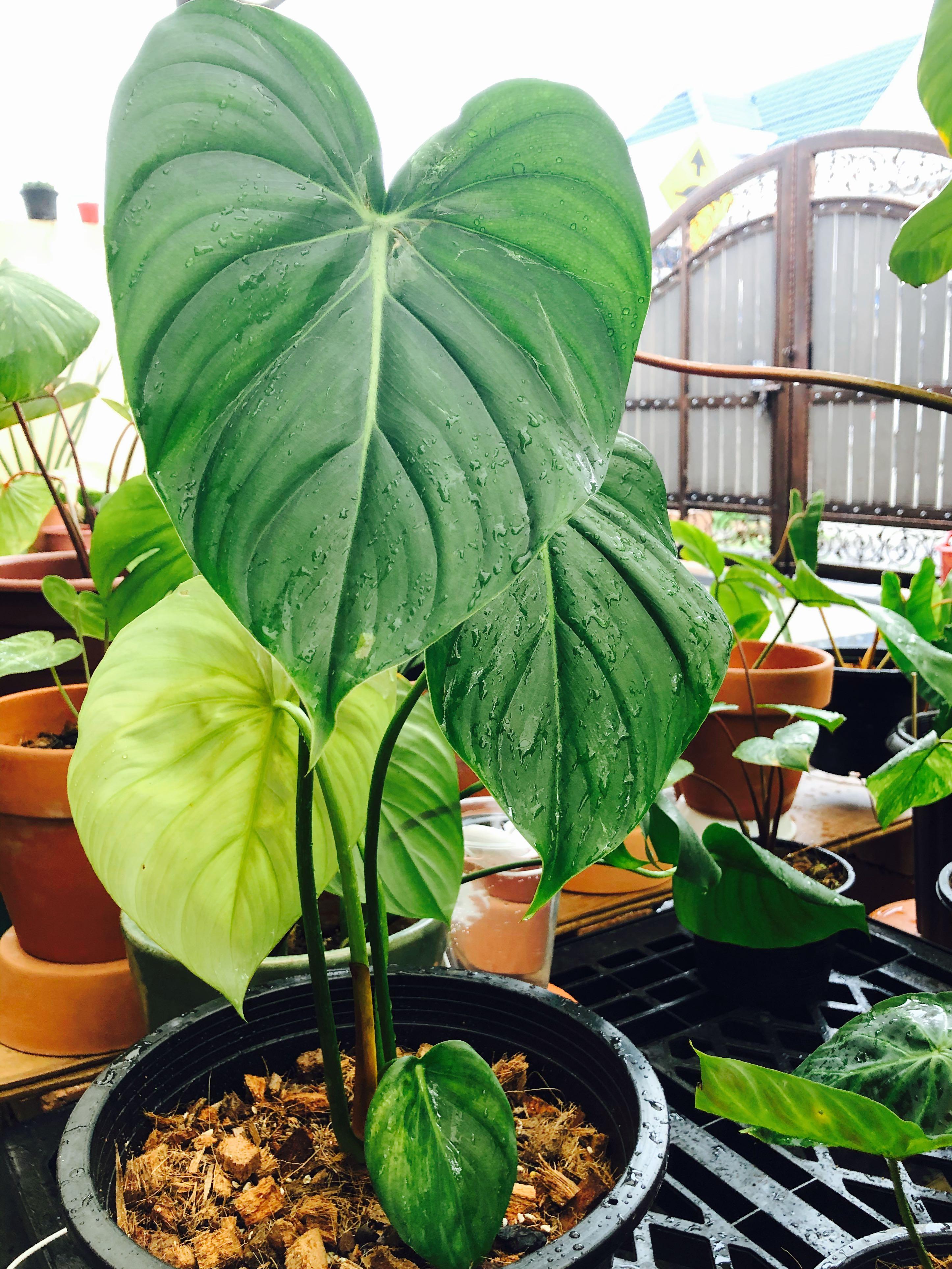 Philodendron Pastazanum Home Furniture Gardening On Carousell