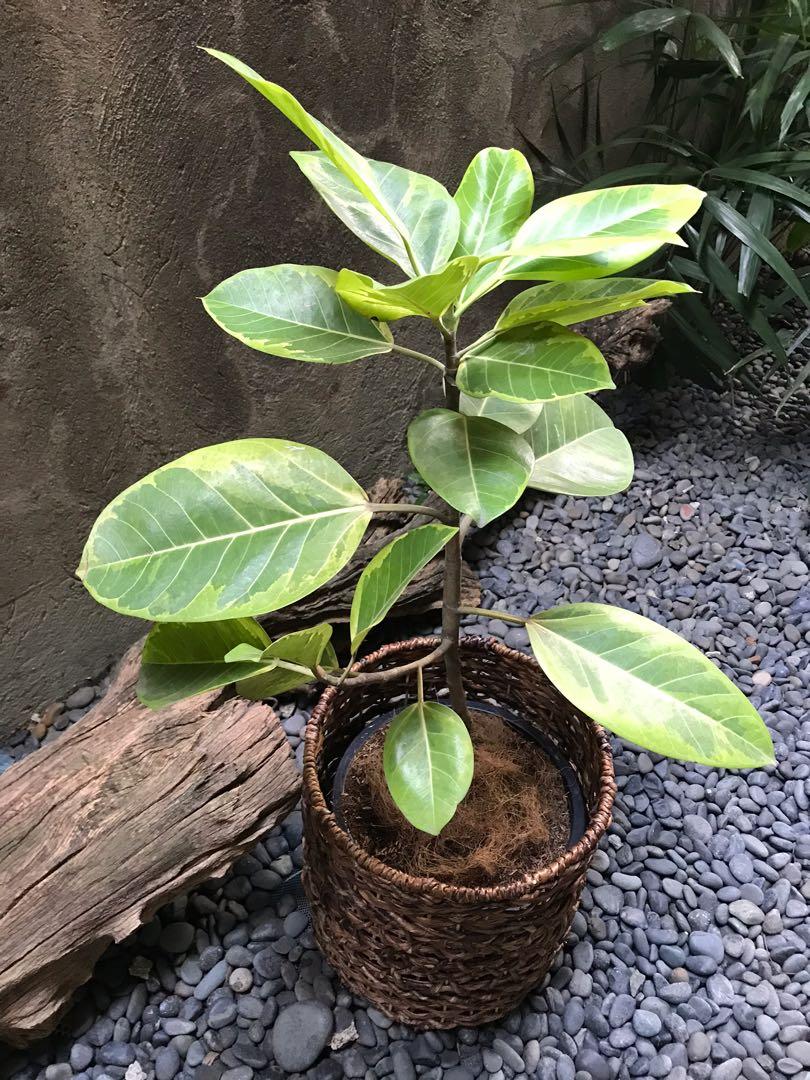 Rubber Plant Lemon Lime Gardening Flowers Plants On Carousell
