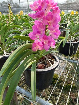Gubahan Bunga Hiasan Orkid dan Lily Warna Pink dalam Pasu Seramik Saiz