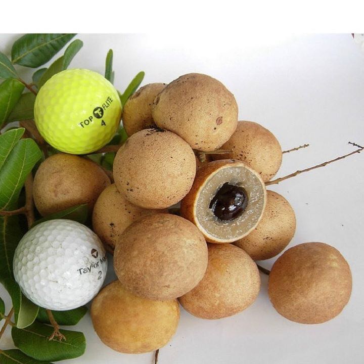 أحرز هدفا تطويق تركيز buah longan pingpong 