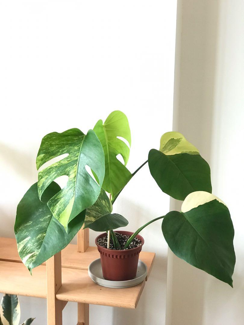 Monstera Mamorata Aurea Yellow Variegated Gardening Plants On Carousell