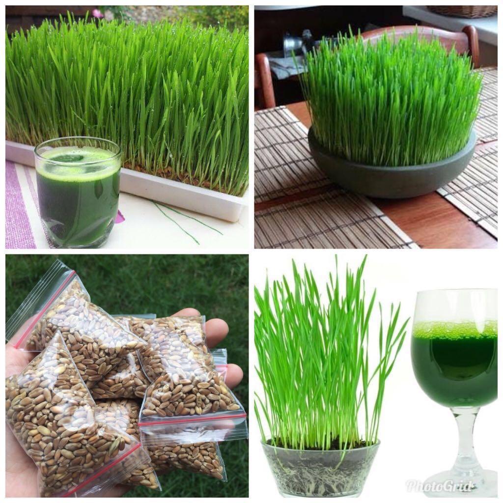 Wheatgrass Seed Gardening Plants On Carousell