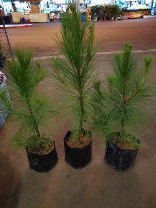 Pine Trees Seedlings View All Pine Trees Seedlings Ads In Carousell Philippines