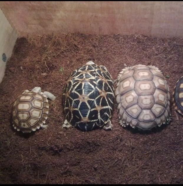 Coco coir outlet for tortoises