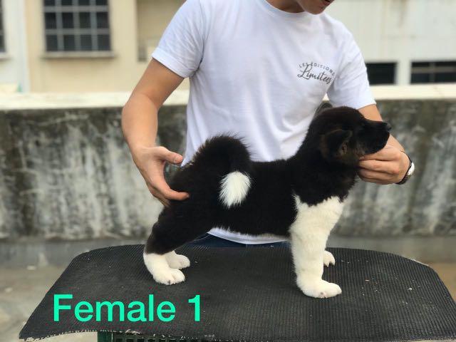 Jual Anak Anjing American Akita Pet Supplies Accessories On