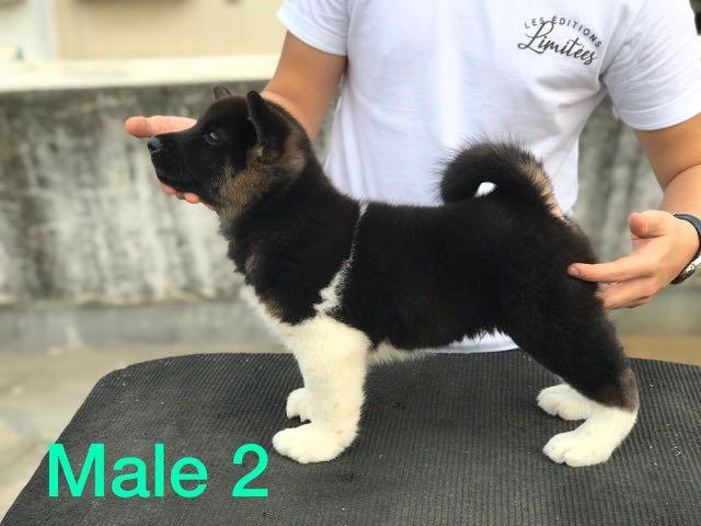 Jual Anak Anjing American Akita Pet Supplies Accessories On