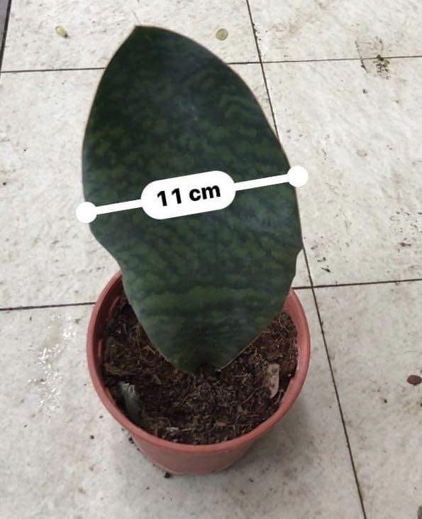 Mason Congo, Whale Fin Sansevieria (Sansevieria masoniana ...