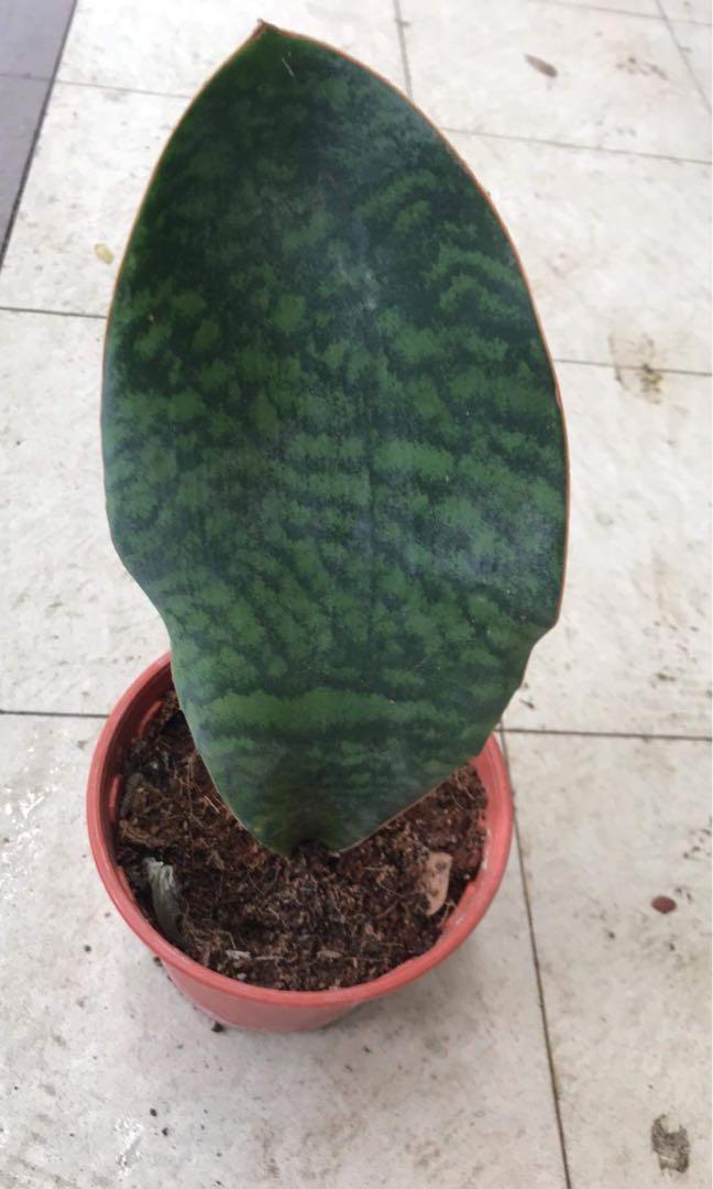 Mason Congo, Whale Fin Sansevieria (Sansevieria masoniana ...