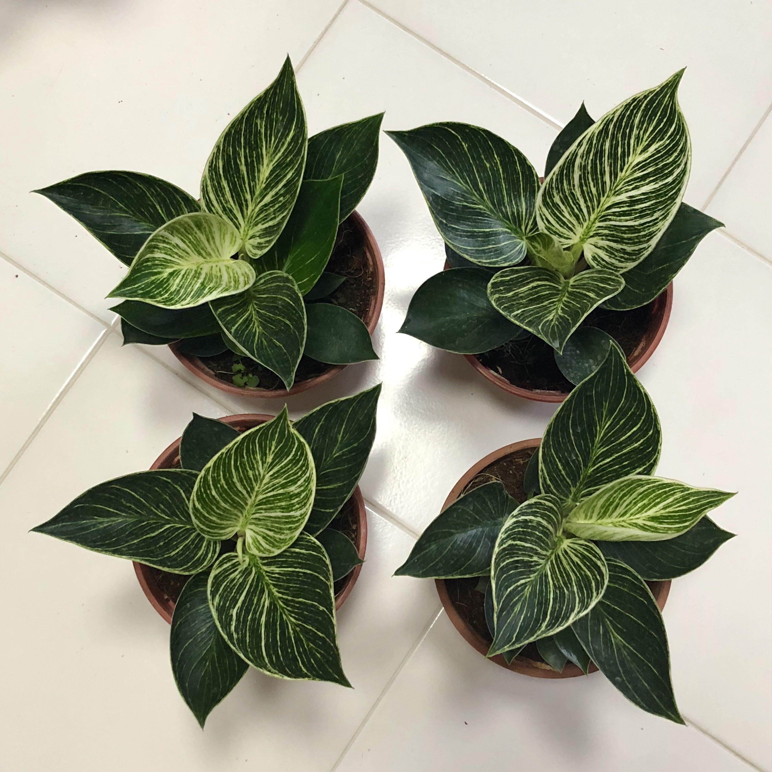 Philodendron Birkin Gardening Plants On Carousell