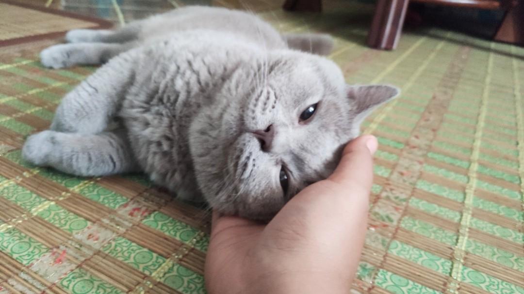 British Shorthair Male Lilac Bsh Kucing To Rehome Everything