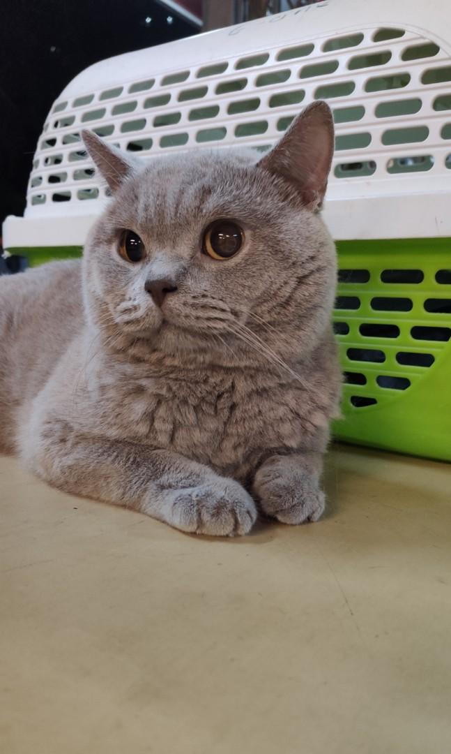 British Shorthair Male Lilac (BSH) kucing to rehome, Everything 