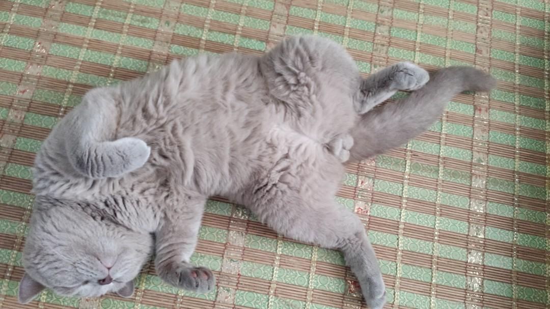British Shorthair Male Lilac Bsh Kucing To Rehome Everything
