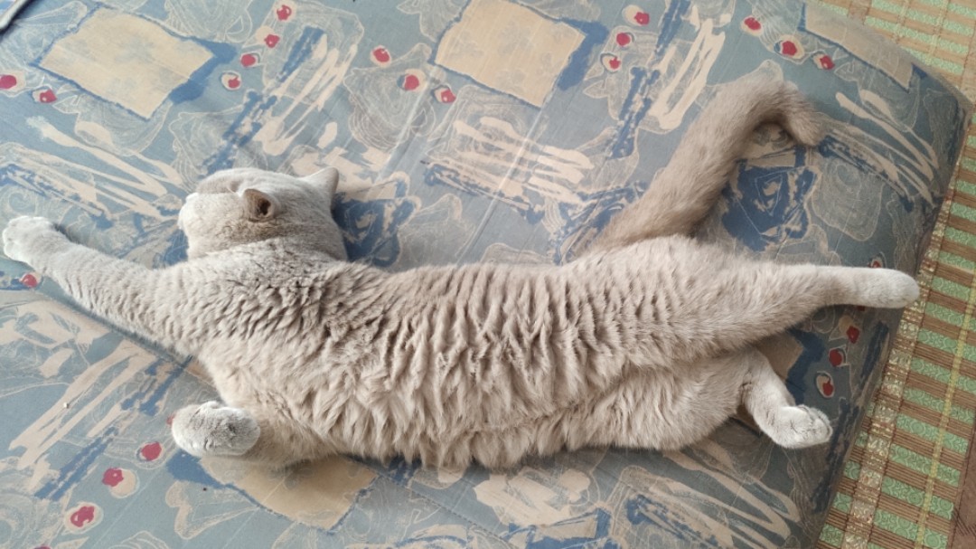British Shorthair Male Lilac Bsh Kucing To Rehome Everything