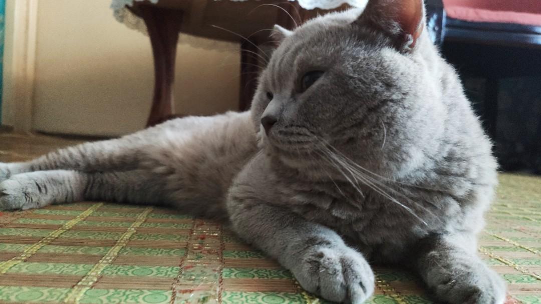 British Shorthair Male Lilac Bsh Kucing To Rehome Everything