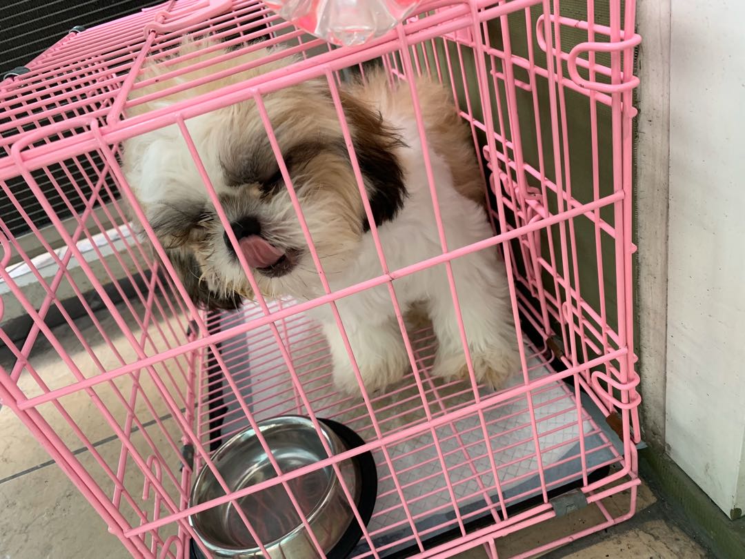 Dog Shih Tzu Pet Supplies Homes Other Pet Accessories on