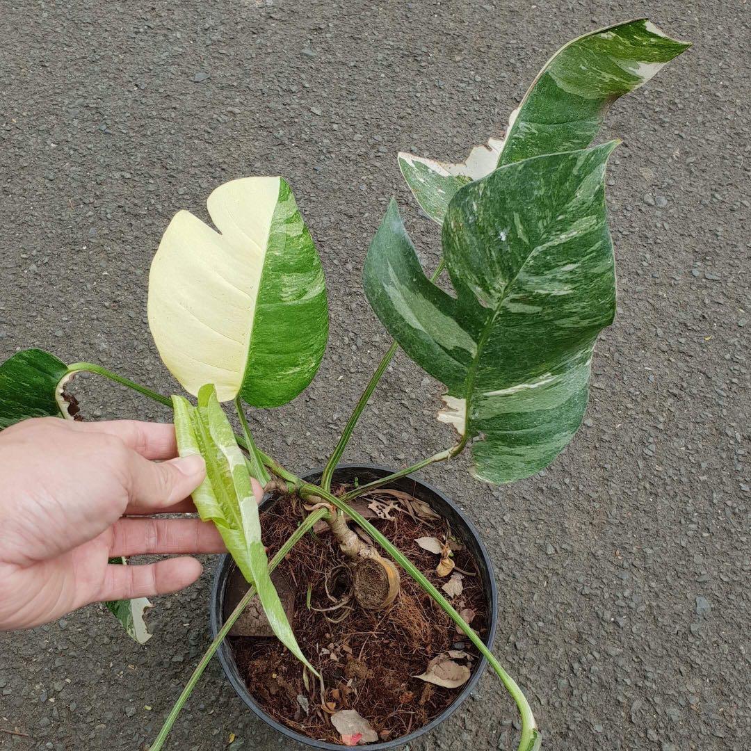 Epipremnum Pinnatum Albovariegata Gardening Plants On Carousell