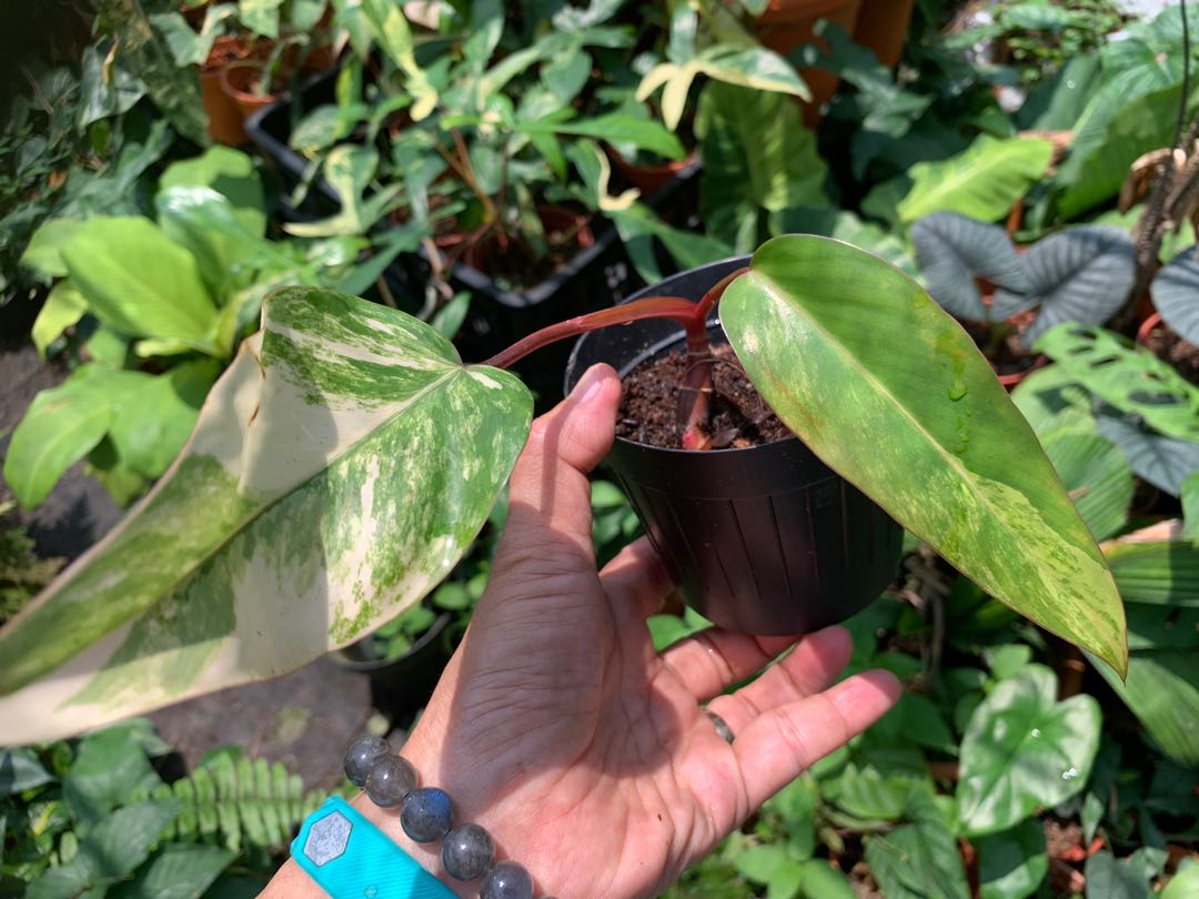 Philodendron Strawberry Shake Furniture Home Living Gardening Plants Seeds On Carousell