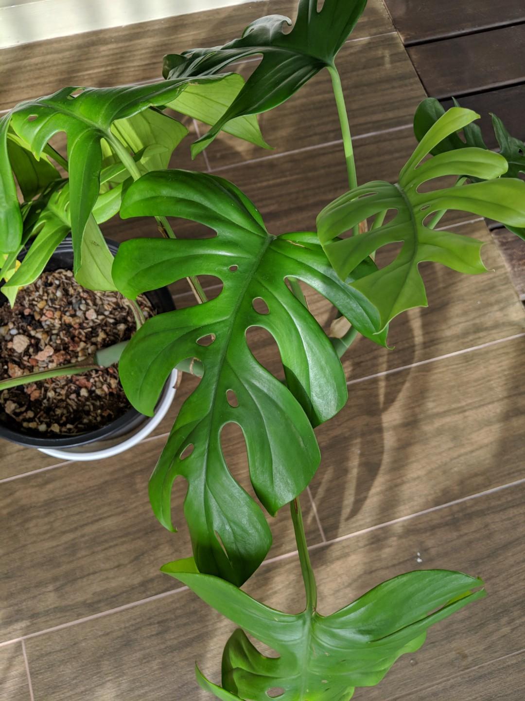 Rhaphidophora tetrasperma large form, Furniture & Home Living