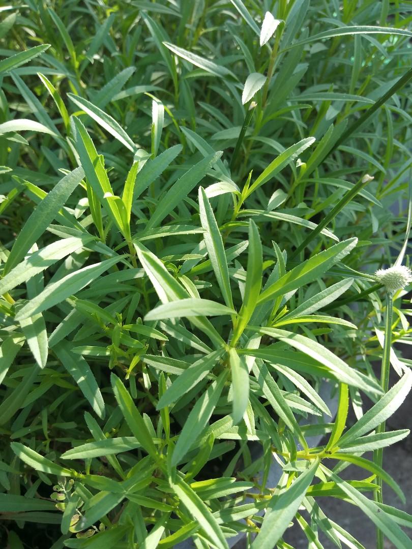 Tarragon, Furniture & Home Living, Gardening, Plants & Seeds on Carousell