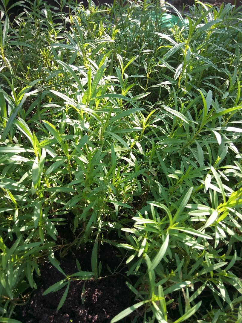 Tarragon, Furniture & Home Living, Gardening, Plants & Seeds on Carousell