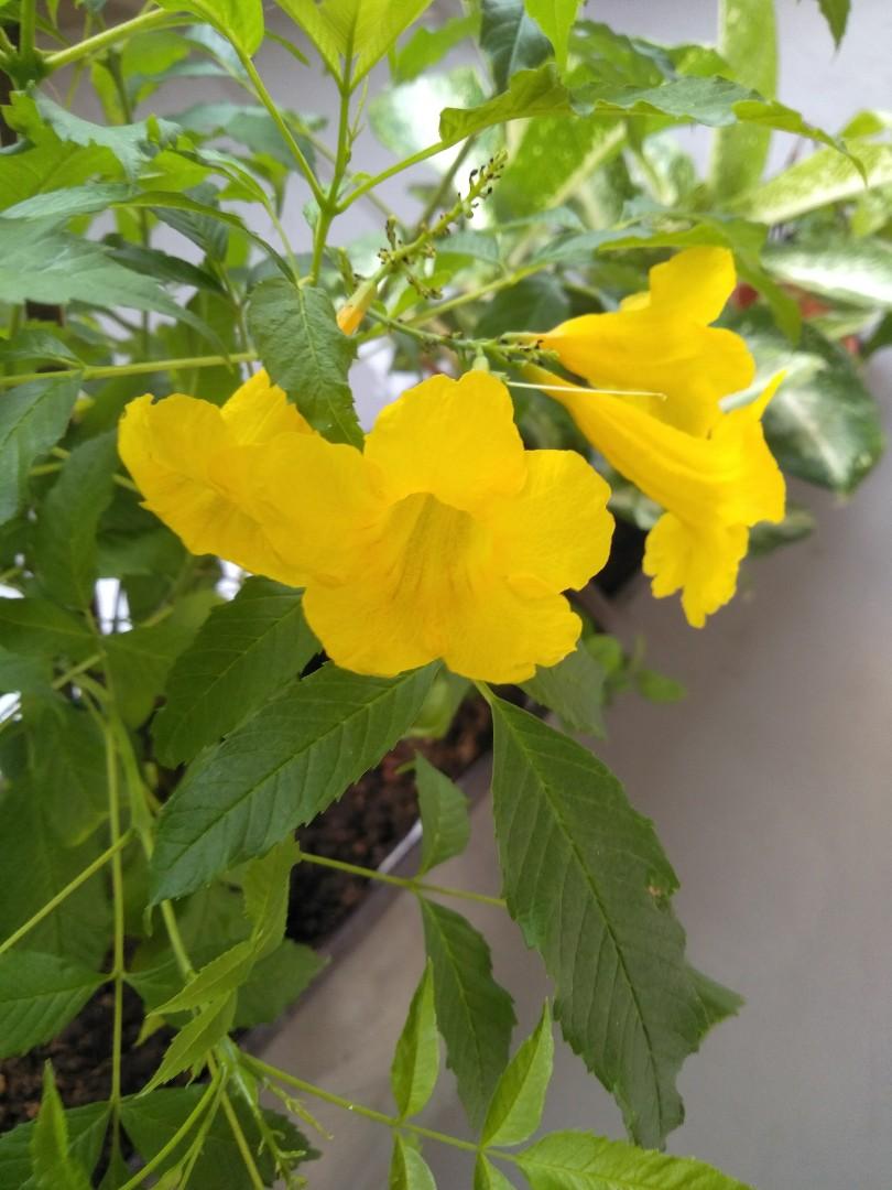 Yellow Bells Flower Furniture Home Living Home Decor Artificial Plants Flowers On Carousell